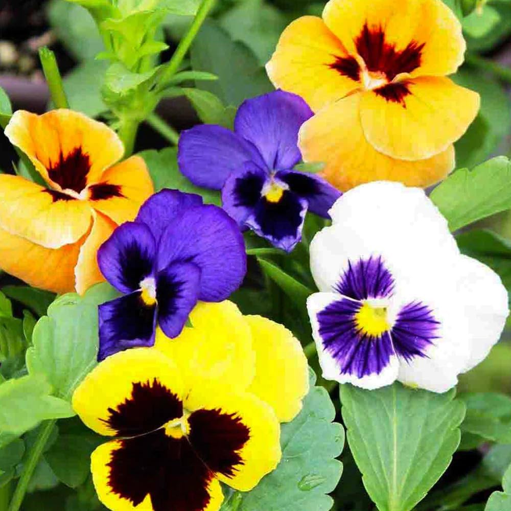 Pansy Swiss Flower seeds for Planting Pollinator Friendly Heirloom & GMO Free Seeds for Home Garden