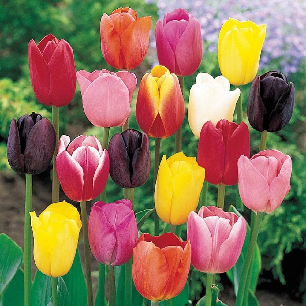 Mixed Tulip Flower Plant Seeds