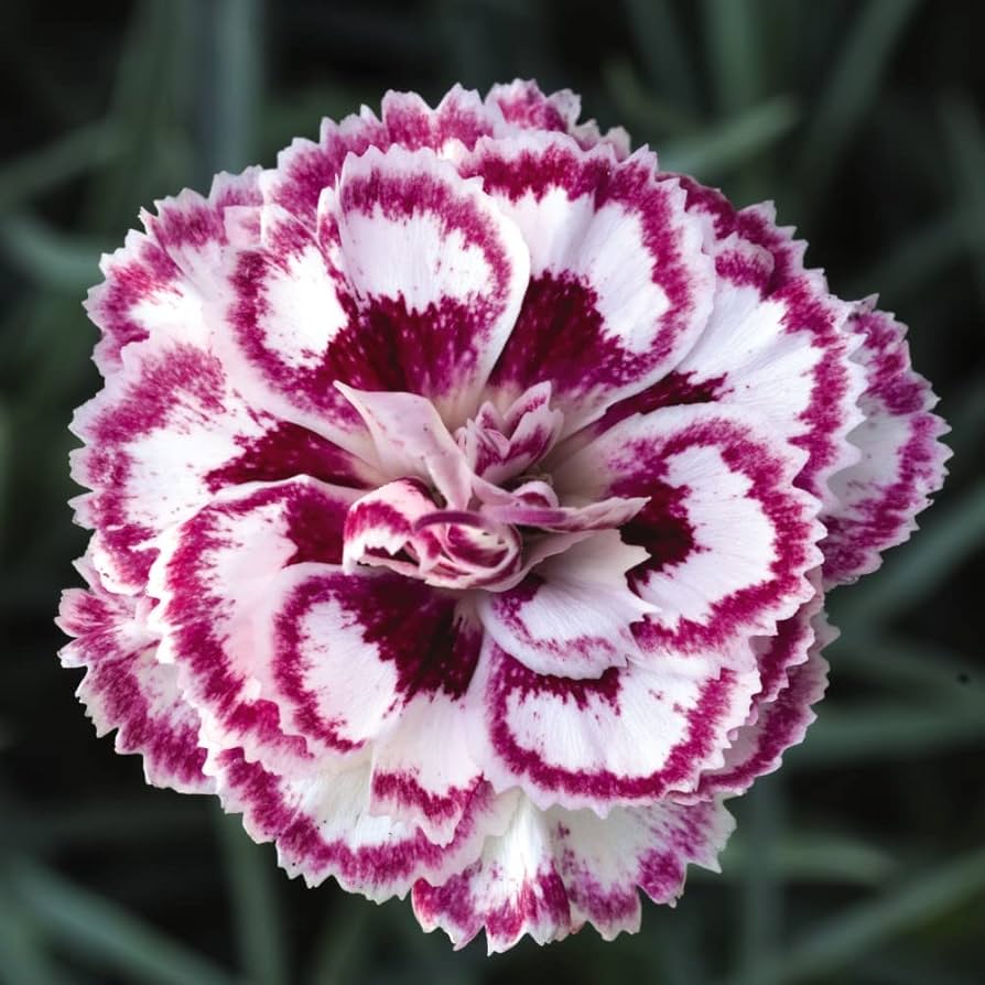 Carnations Violet White Flower seeds for Planting - Bright Blooms, Heirloom & GMO Free Seeds for Home Garden