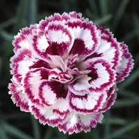 Carnations Violet White Flower seeds for Planting - Bright Blooms, Heirloom & GMO Free Seeds for Home Garden