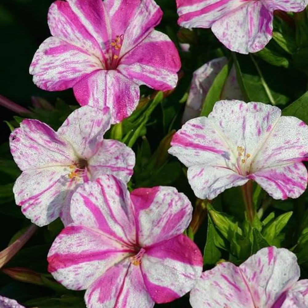 Pink White Mirabilis Flower Seeds for Planting – Heirloom NonGMO Organic Garden Seeds with High Germination
 
 Sale