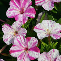 Pink White Mirabilis Flower Seeds for Planting – Heirloom NonGMO Organic Garden Seeds with High Germination
 
 Sale