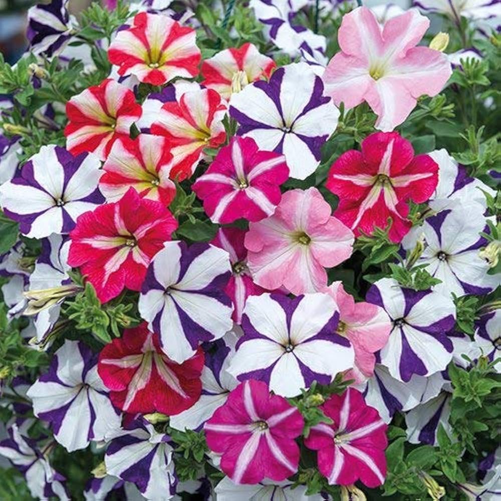 Superbells Petunia Seeds for Planting , Mixed Flower Variety