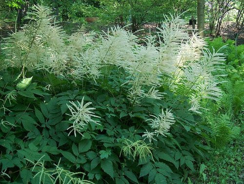 Aruncus Dioicus Flower seeds for Planting Long Bloom Season Heirloom & GMO Free Seeds for Home Garden