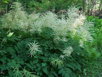 Aruncus Dioicus Flower seeds for Planting Long Bloom Season Heirloom & GMO Free Seeds for Home Garden