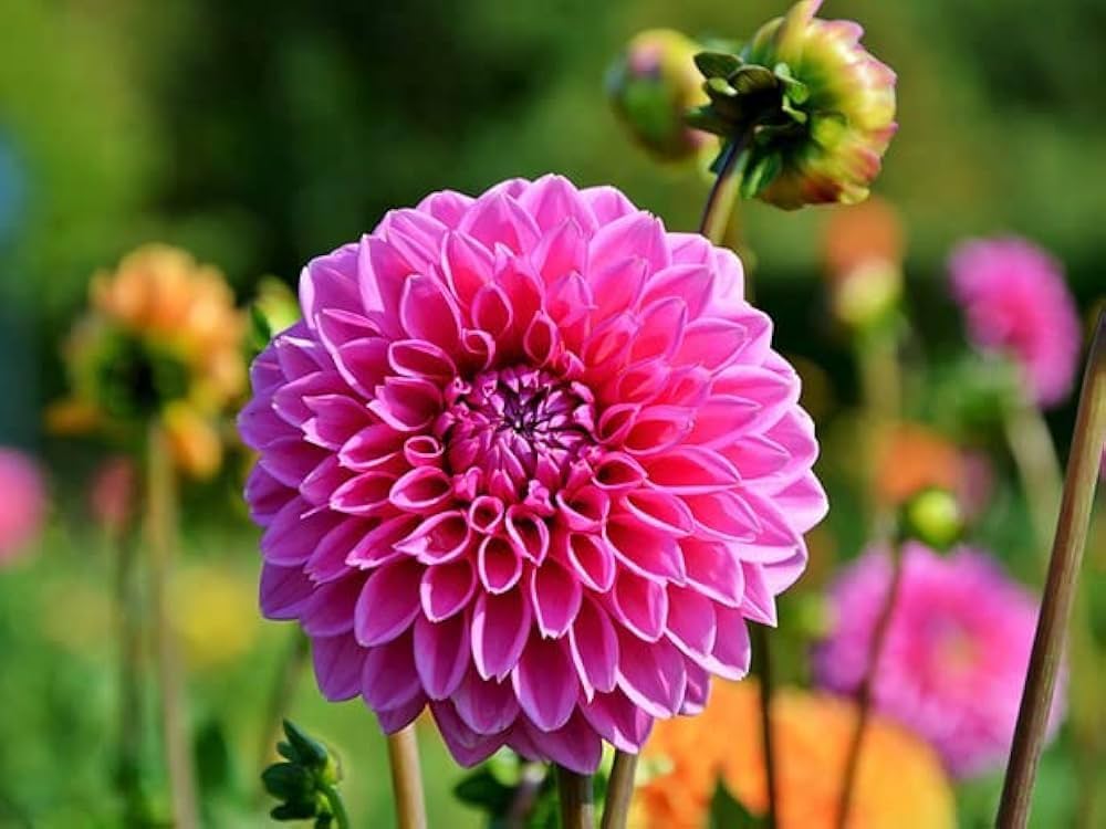 Dahlia Pink Flower Seeds for Planting  Vibrant Blooms for Your Garden