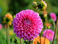 Dahlia Pink Flower Seeds for Planting  Vibrant Blooms for Your Garden
