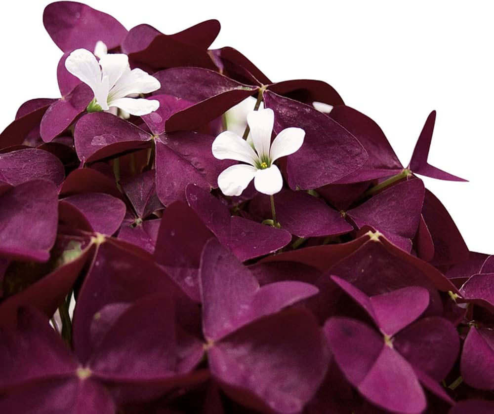 Oxalis Flower seeds for Planting - Bright Blooms, Heirloom & GMO Free Seeds for Home Garden