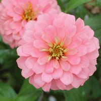 Light Pink Zinnia Flower seeds for Planting Bright Blooms Heirloom & GMO Free Seeds for Home Garden