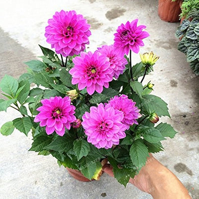 100 Pcs