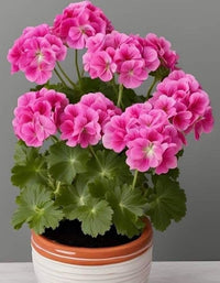 Violet Pink Geranium Flower Seeds for Planting Long Bloom Season Heirloom & GMO Free Seeds for Home Garden
 
 Sale