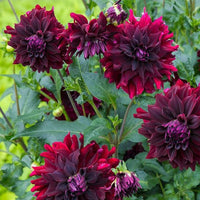 Maroon Red White Dahlia Flower Seeds for Planting Compact Growth Heirloom & GMO Free Seeds for Home Garden
 
 Sale