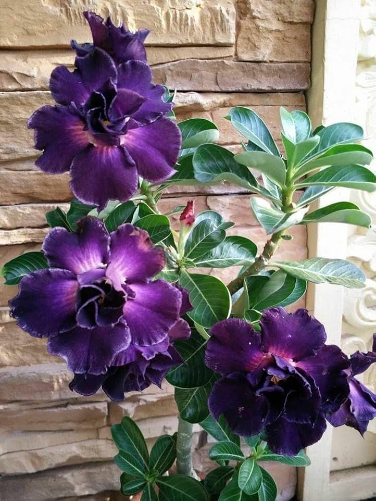 Dark Purple Adenium Flower seeds for Planting - Premium Quality, Heirloom & GMO Free Seeds for Home Garden