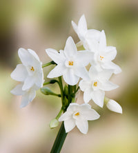 Easy Planting White Narcissus Flower Seeds
