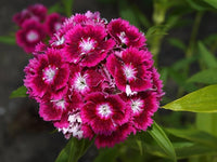 Pink Dianthus Flower seeds for Planting Compact Growth Heirloom & GMO Free Seeds for Home Garden
 
 Sale