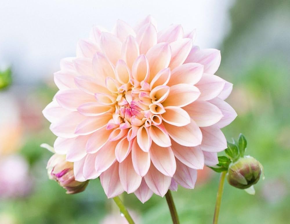 Cream Dahlia Flower Seeds for Planting Hardy Variety Heirloom & GMO Free Seeds for Home Garden
 
 Sale