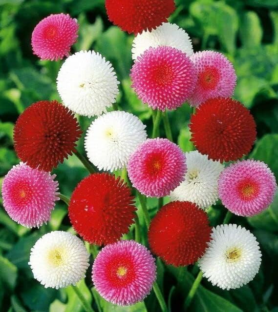 Margarita Roja Flower seeds for Planting - Compact Growth, Heirloom & GMO Free Seeds for Home Garden
 
 Sale