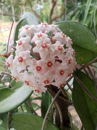 Ash Hoya Flower seeds for Planting Bright Blooms Heirloom & GMO Free Seeds for Home Garden