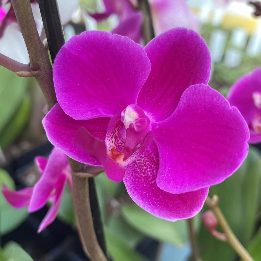 Violet Phalaenopsis Orchid Flower seeds for Planting - Garden Favorite, Heirloom & GMO Free Seeds for Home Garden
 
 Sale seeds for home garden