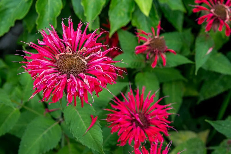 Pink Wild Bergamot Monarda Fistulosa Mintleaf Bee Balm Flower seeds for Planting - Hardy Variety, Heirloom & GMO Free Seeds for Home Garden