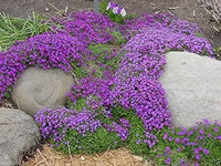 Aubrieta Seeds: Perfect For Rock Garden Planting Flower Seeds