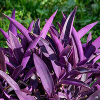 Setcreasea Plant Seeds for Planting  Seed for Lush and Hardy Growth
