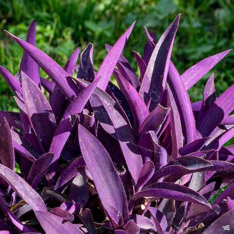 Setcreasea Plant Seeds for Planting  Seed for Lush and Hardy Growth