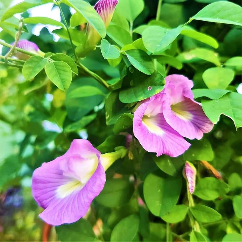 Fresh Clitoria Flower seeds for Planting - Hardy Variety, Heirloom & GMO Free Seeds for Home Garden