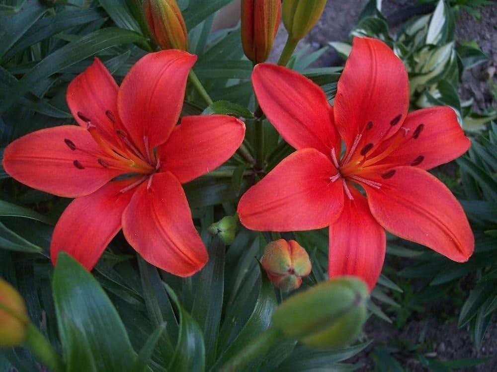 Red Lilium Flower Seeds for Planting Perfect for Borders Heirloom & GMO Free Seeds for Home Garden
 
 Sale