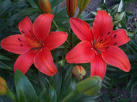 Red Lilium Flower Seeds for Planting Perfect for Borders Heirloom & GMO Free Seeds for Home Garden
 
 Sale