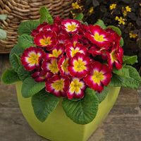 Mini Europe Primrose Flower Seeds for Bright, Small Garden Blooms