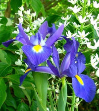 Blue Iris Flower seeds for Planting - Garden Favorite, Heirloom & GMO Free Seeds for Home Garden
