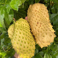 Giant Soursop Planting Seeds for Growing Exotic Fruit - Premium Quality, Easy to Grow