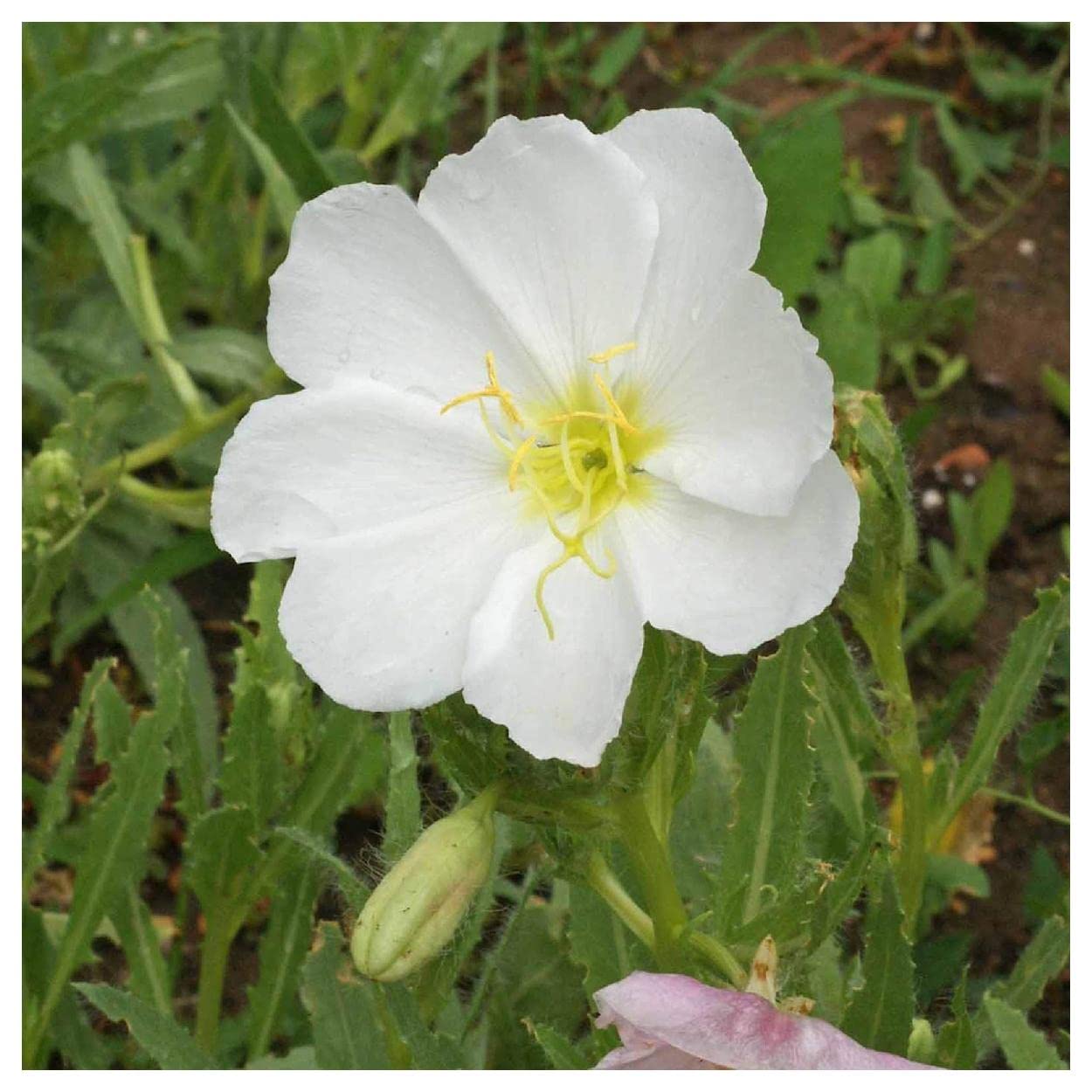 White Evening Primrose Flower seeds for Planting - Compact Growth, Heirloom & GMO Free Seeds for Home Garden