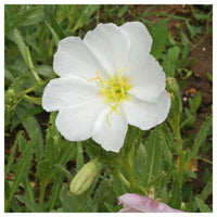 White Evening Primrose Flower seeds for Planting - Compact Growth, Heirloom & GMO Free Seeds for Home Garden