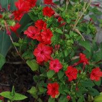 Red Mirabilis Scarlet Flower seeds for Planting Colorful Display Heirloom & GMO Free Seeds for Home Garden 
 
 Sale