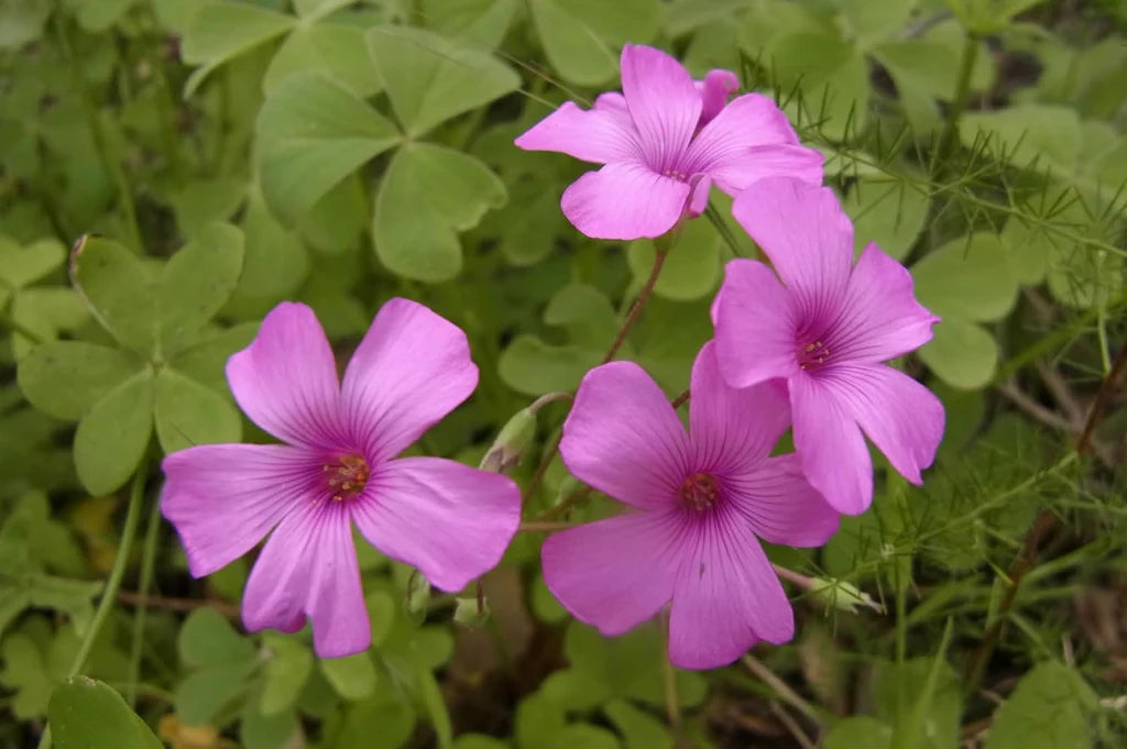 Pink Oxalis Laciniata Flower seeds for Planting - Pollinator Friendly, Heirloom & GMO Free Seeds for Home Garden