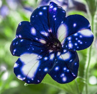 Blue & White Petunia Flower seeds for Planting - Premium Quality, Heirloom & GMO Free Seeds for Home Garden