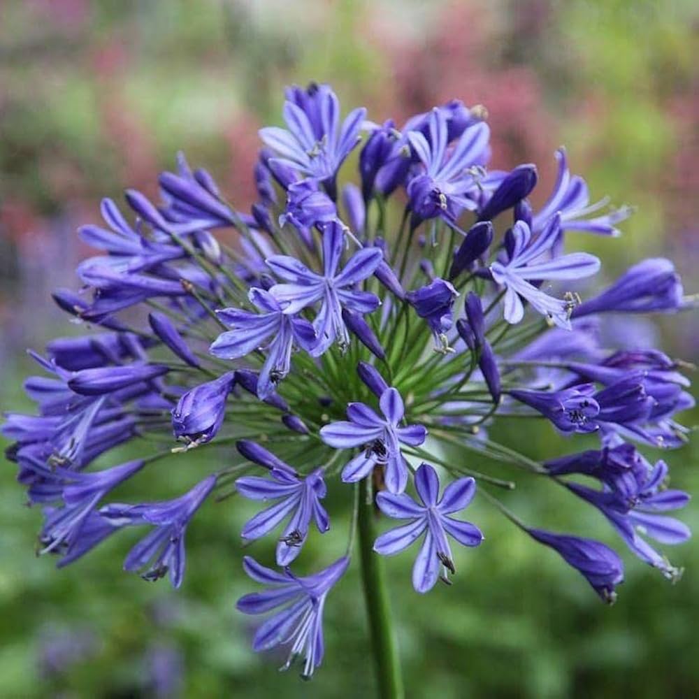 Mix Agapanthus Flower seeds for Planting - Perfect for Borders, Heirloom & GMO Free Seeds for Home Garden
