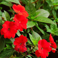 Impatiens Impatiens balsamina Blue Spring Seeds for Planting indoor pots outdoor shade