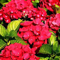Red Baron Hydrangea Flower seeds for Planting - Premium Quality, Heirloom & GMO Free Seeds for Home Garden
