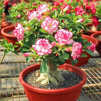 Adenium Seeds for Planting  Grow Stunning Desert Rose Flowers at Home