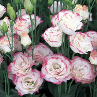 Pink White Eustoma (Lisianthus) Flower seeds for Planting - Shade Tolerant, Heirloom & GMO Free Seeds for Home Garden