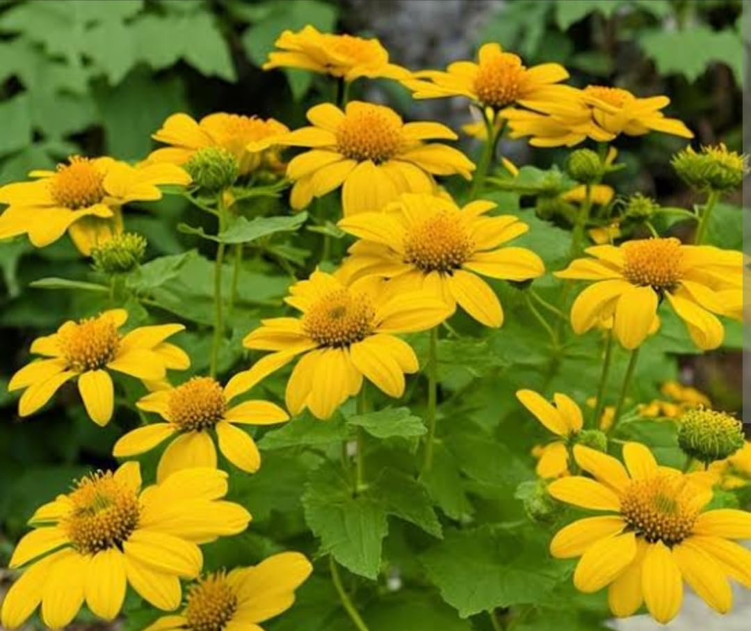 Yellow Tithonia Diversifolia Sunflower Tree  Seeds for Planting a Vibrant Garden