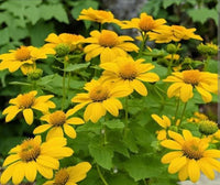 Yellow Tithonia Diversifolia Sunflower Tree  Seeds for Planting a Vibrant Garden