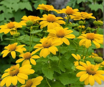 Yellow Tithonia Diversifolia Sunflower Tree  Seeds for Planting a Vibrant Garden