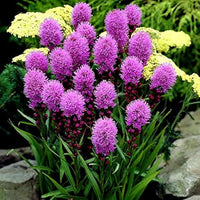 Blazing Star Liatris spicata Seeds for Planting in Flower Beds