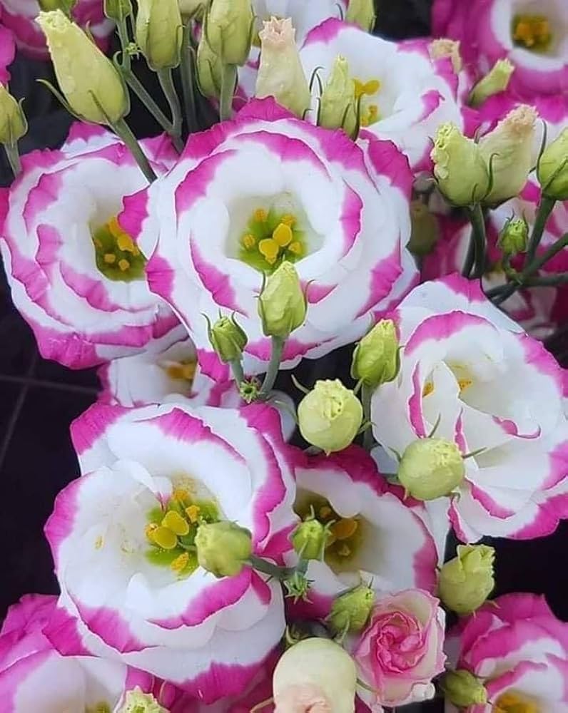 Pink Picotte Eustoma (Lisianthus) Flower seeds for Planting - Bright Blooms, Heirloom & GMO Free Seeds for Home Garden
