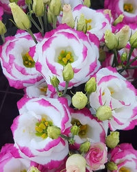 Pink Picotte Eustoma (Lisianthus) Flower seeds for Planting - Bright Blooms, Heirloom & GMO Free Seeds for Home Garden