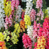 Snapdragon Flower seeds for Planting Garden Favorite Heirloom & GMO Free Seeds for Home Garden